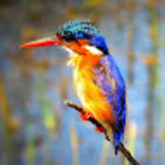 pswillies